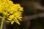 Low pinebarren milkwort